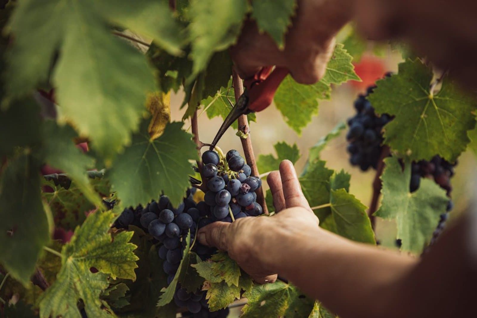 Cantine Aperte e Vigneti Aperti