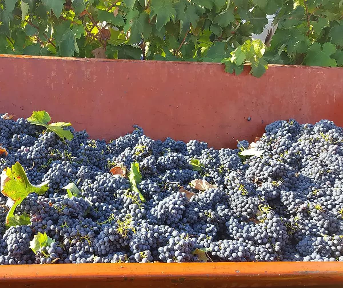 Visita di una Cantina in Salento con degustazione di vini e light lunch - immagine 1