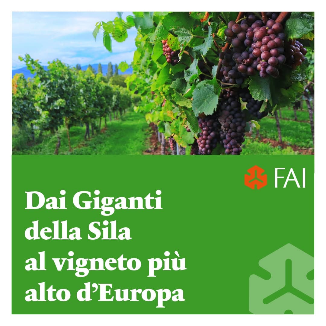 Dai Giganti della Sila al Vigneto più alto d'Europa - immagine 1
