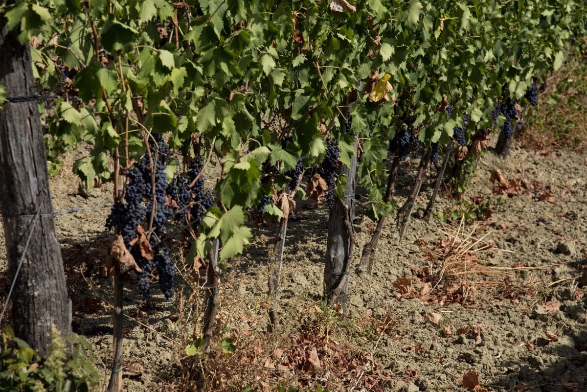 Capodanno del vino e palio della pigiatura - immagine 1
